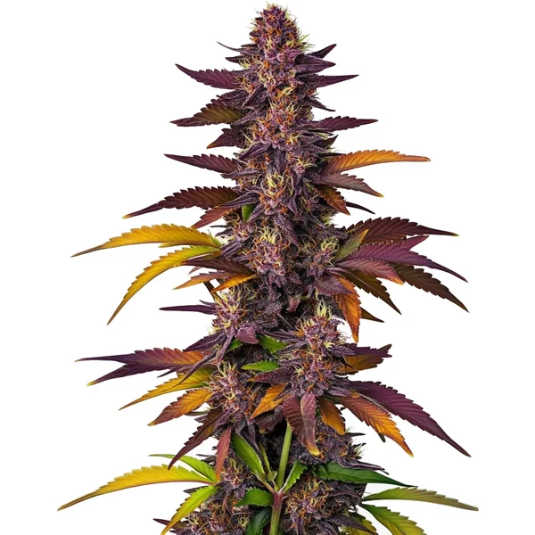 LSD Auto - Seeds Pack: 3-samen