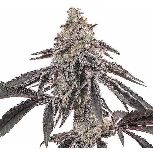 MAC - Seeds Pack: 25-samen