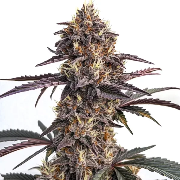 Moonshine Cookies Auto - Seeds Pack: 3-samen