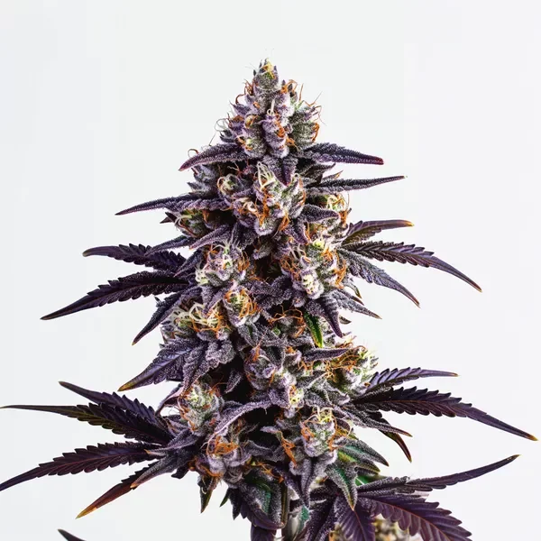 Motor Breath - Seeds Pack: 1-samen