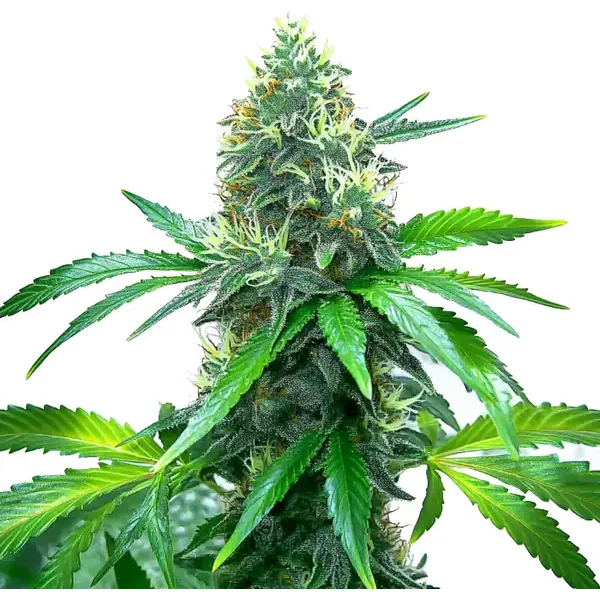 OG Kush - Seeds Pack: 1-samen