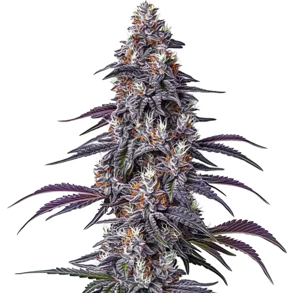 Purple Haze - Seeds Pack: 6-samen