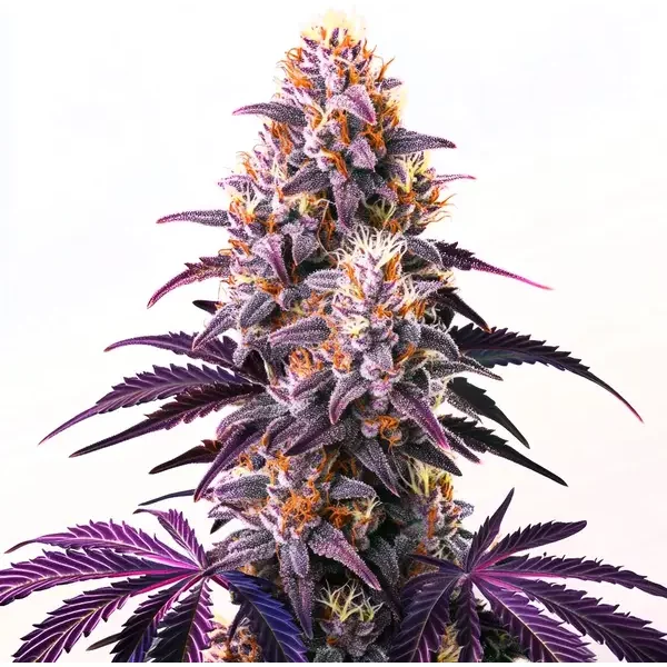 Purple Kush - Seeds Pack: 9-samen