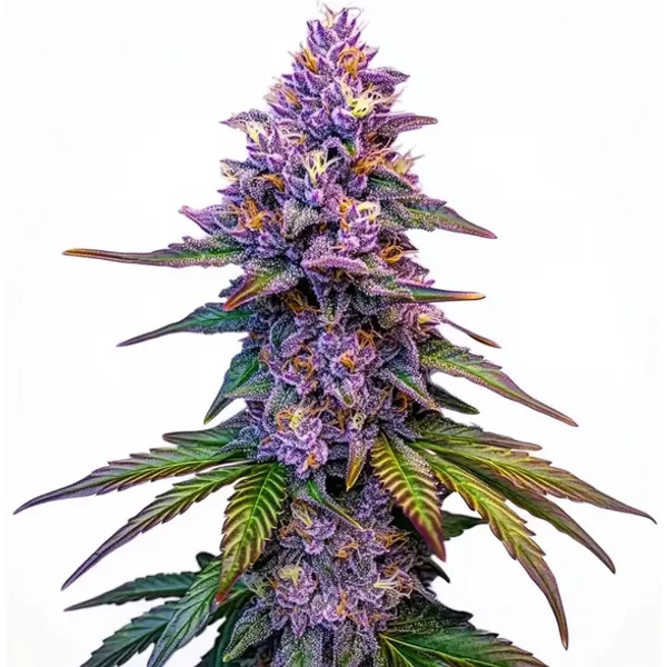 Purple Lemonade Auto - Seeds Pack: 3-samen