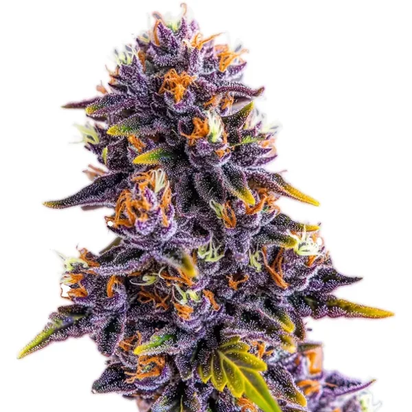 Purple Star Killer - Seeds Pack: 3-samen