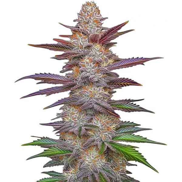 Purple Zkittlez Lemon Bean - Seeds Pack: 6-samen