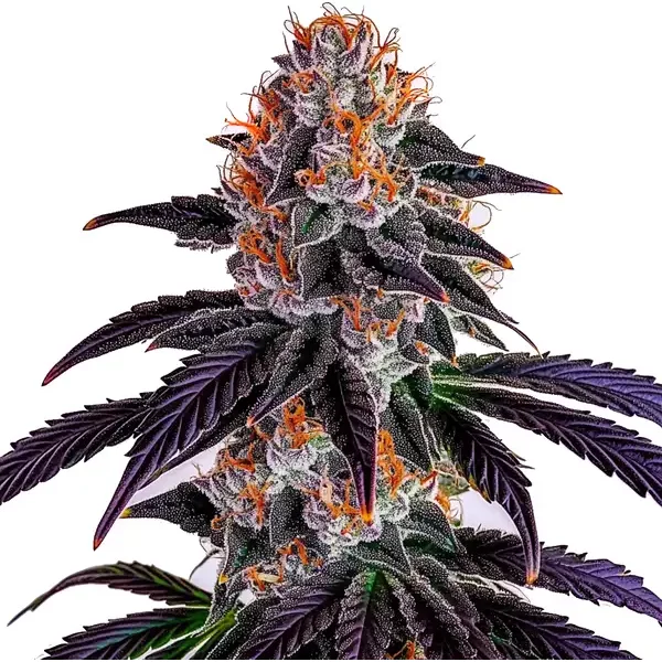 Sirius Black Samen - Seeds Pack: 3-samen