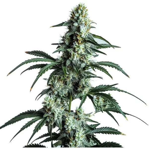 Sour Diesel - Seeds Pack: 1-samen