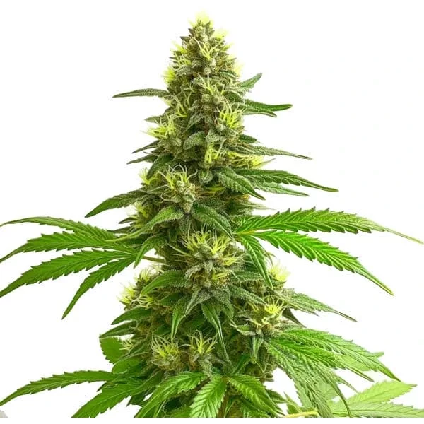 Super Lemon Haze - Seeds Pack: 25-samen