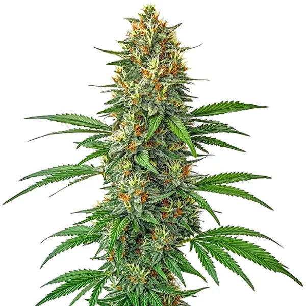 Tangie Autoflower - Seeds Pack: 25-samen