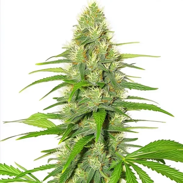 White Widow - Seeds Pack: 1-samen
