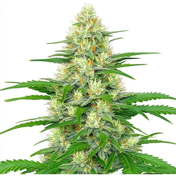 White Widow Autoflower - Seeds Pack: 1-samen