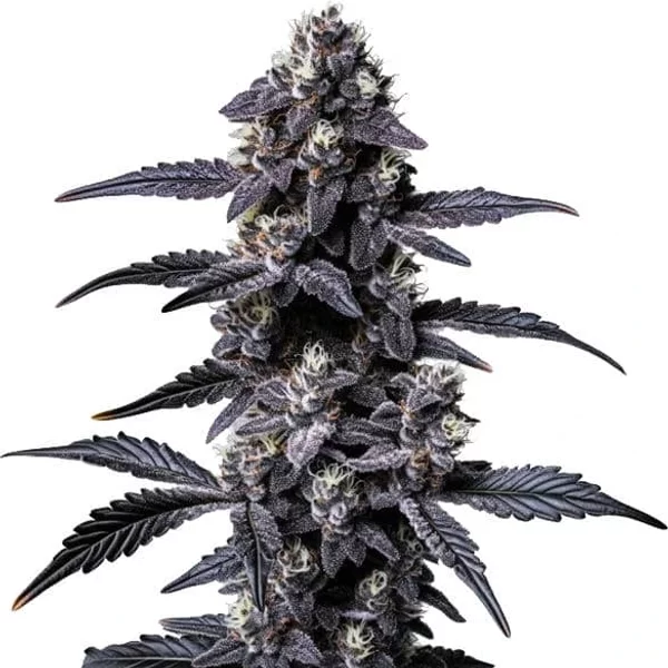 Zoap - Seeds Pack: 3-samen