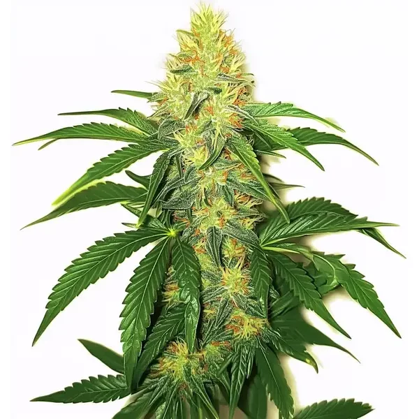 AK 47 - Seeds Pack: 1-samen