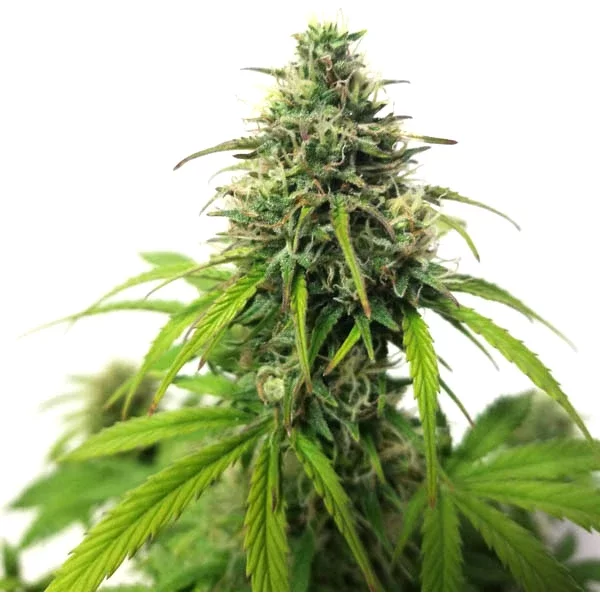 AK Auto - Seeds Pack: 6-samen