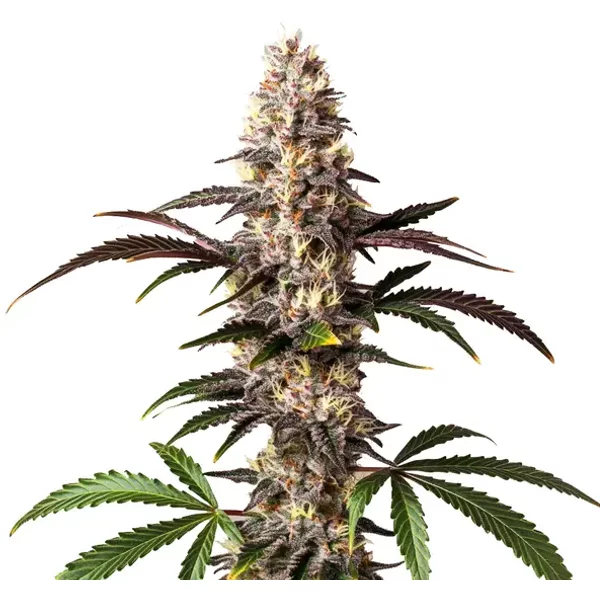 Alaskan Thunderfuck - Seeds Pack: 1-samen