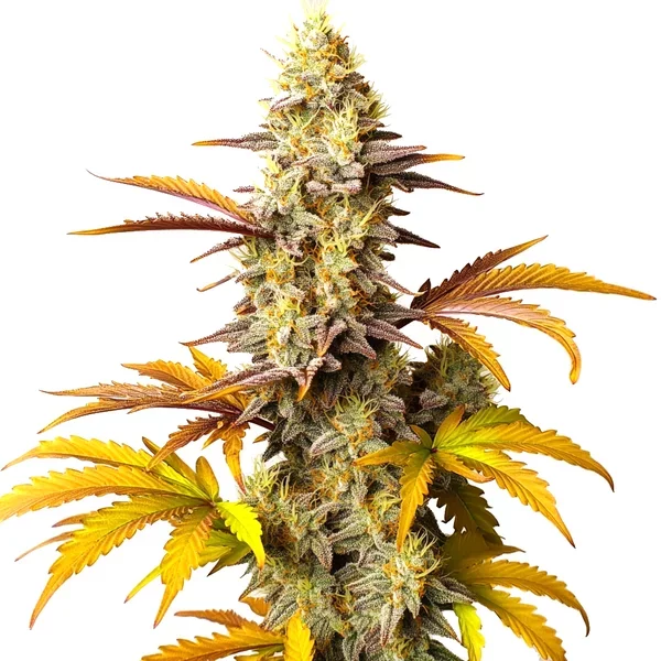 Blue Cheese Auto - Seeds Pack: 1-samen
