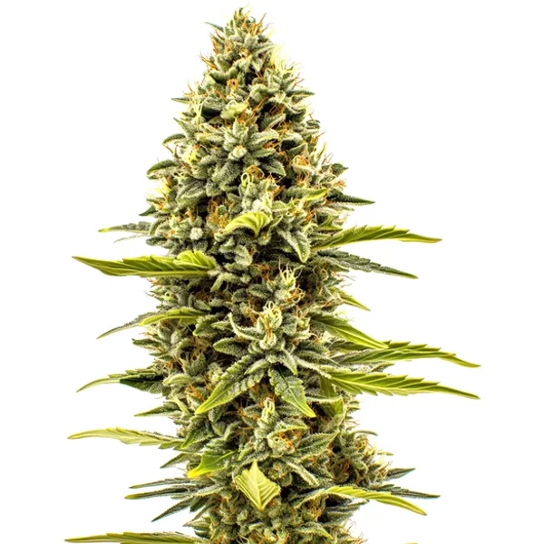 Cheese Auto - Seeds Pack: 3-samen