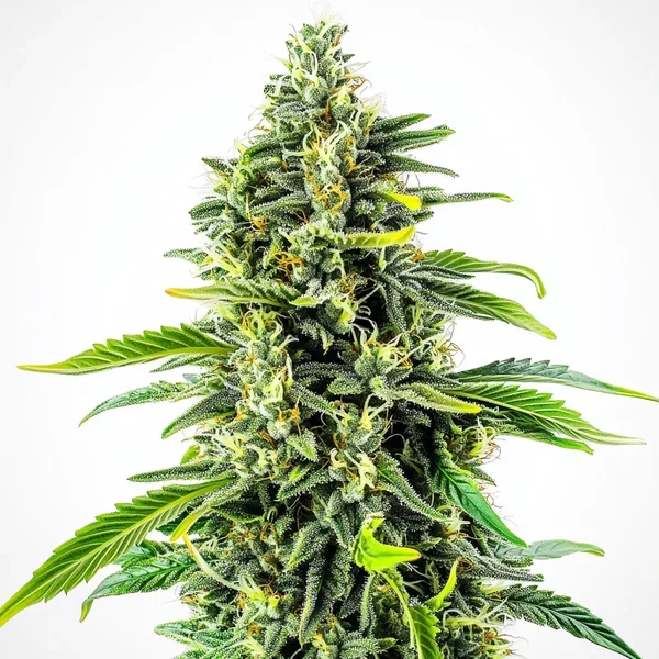 Cheese Fast Version - Seeds Pack: 25-samen