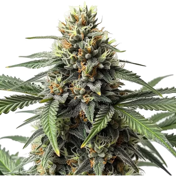 Cr+ - Seeds Pack: 1-samen