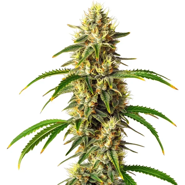 Critical Auto - Seeds Pack: 1-samen