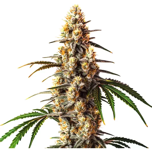Critical Kush - Seeds Pack: 1-samen