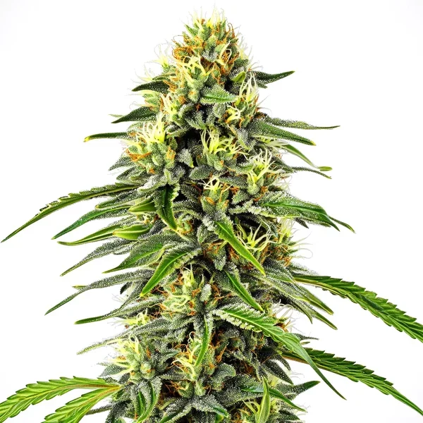 Diesel Auto - Seeds Pack: 9-samen
