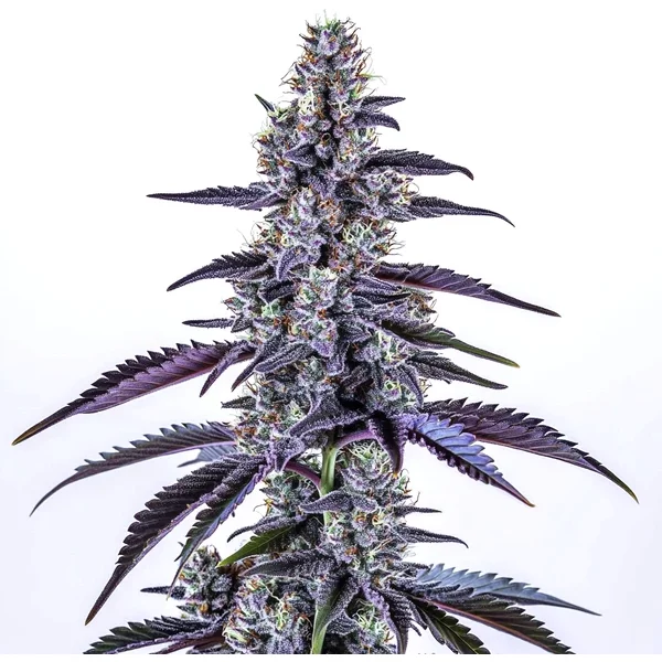 Grape Ape Auto - Seeds Pack: 3-samen