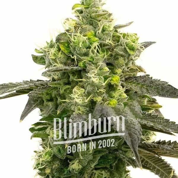 Haze Auto - Seeds Pack: 1-samen