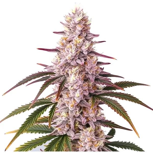 Ice Cream Cake - Seeds Pack: 9-samen
