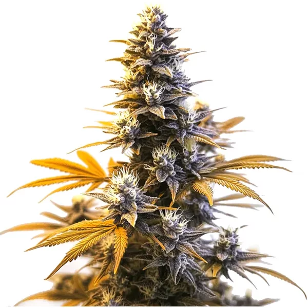 Larry OG - Seeds Pack: 1-samen