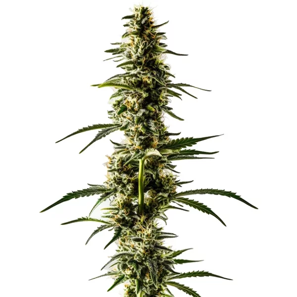Lemon Skunk - Seeds Pack: 1-samen