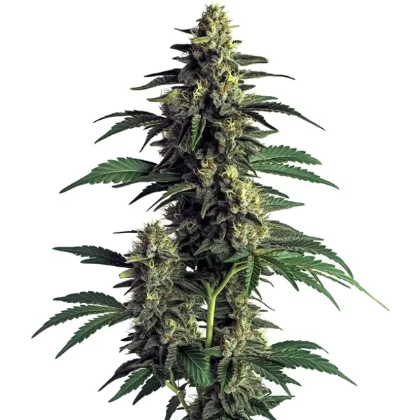 Northern Lights - Seeds Pack: 1-samen