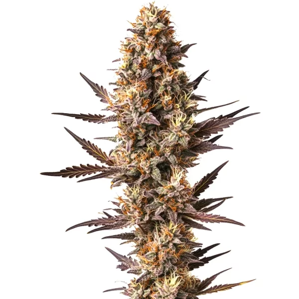 Pineapple Kush - Seeds Pack: 1-samen