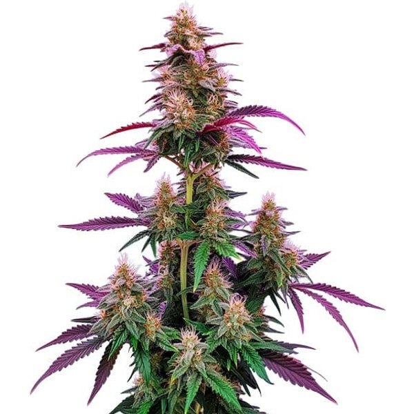 Pink Runtz - Seeds Pack: 9-samen