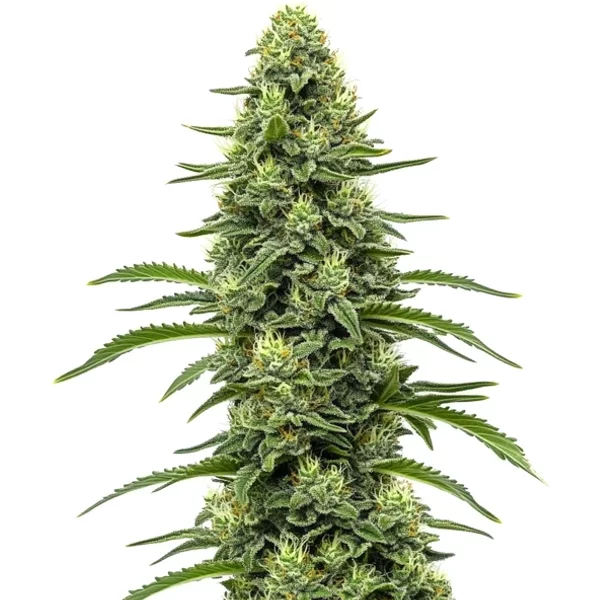 Skywalker - Seeds Pack: 9-samen