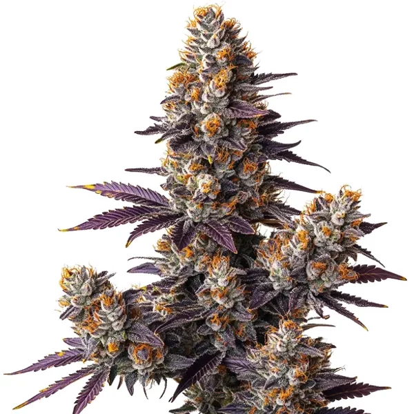 Tropicana Cookies Purple Auto - Seeds Pack: 3-samen