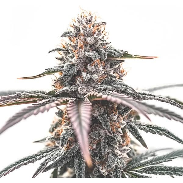 Wedding Cake - Seeds Pack: 25-samen