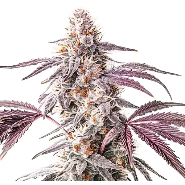 Wedding Crasher - Seeds Pack: 9-samen