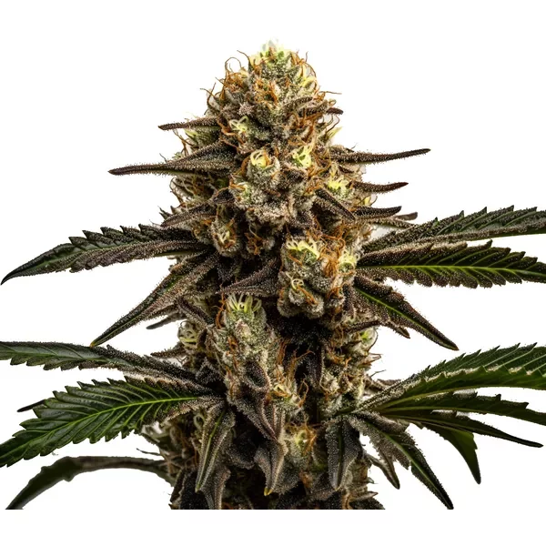 Apple Fritter - Seeds Pack: 1-samen