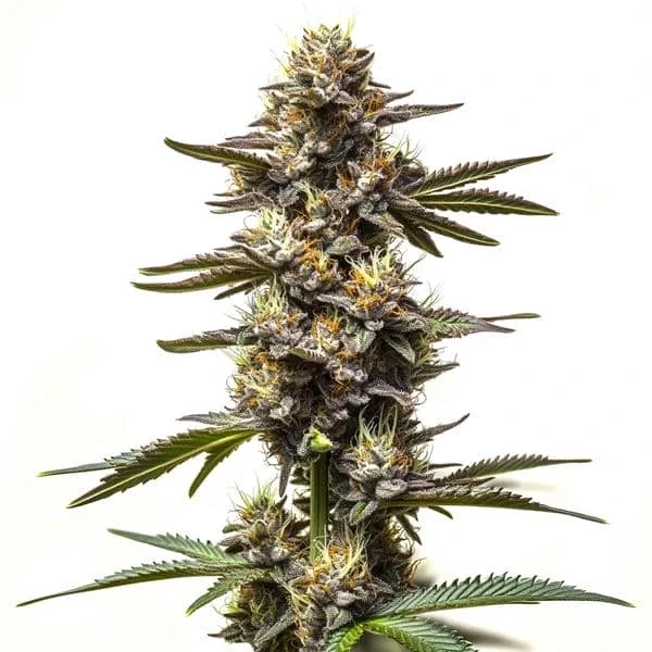 Cereal Milk - Seeds Pack: 6-samen