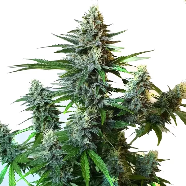Gorilla Glue Autoflower F1 - Seeds Pack: 3-samen