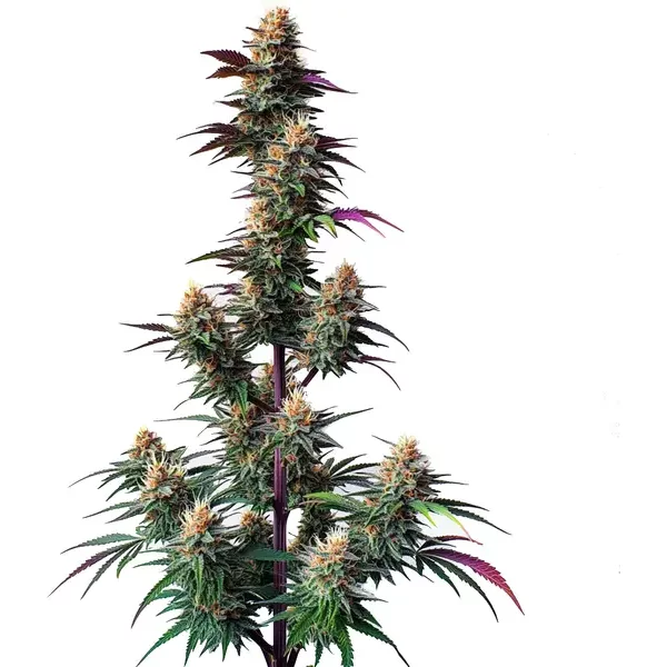 Pink Runtz Auto - Seeds Pack: 1-samen