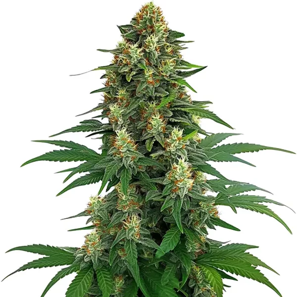 Tangie - Seeds Pack: 25-samen