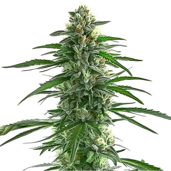 Trainwreck - Seeds Pack: 25-samen