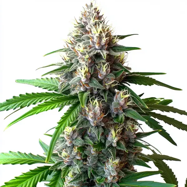 Wedding Cake Autoflower - Seeds Pack: 1-samen