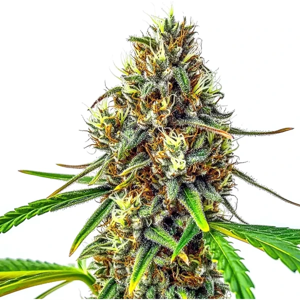 24K Gold Regulär - Seeds Pack: 9-samen