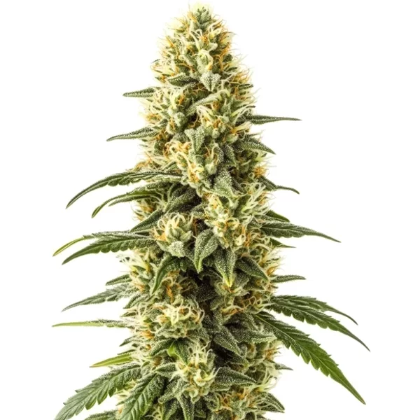 3 Kings - Seeds Pack: 9-samen