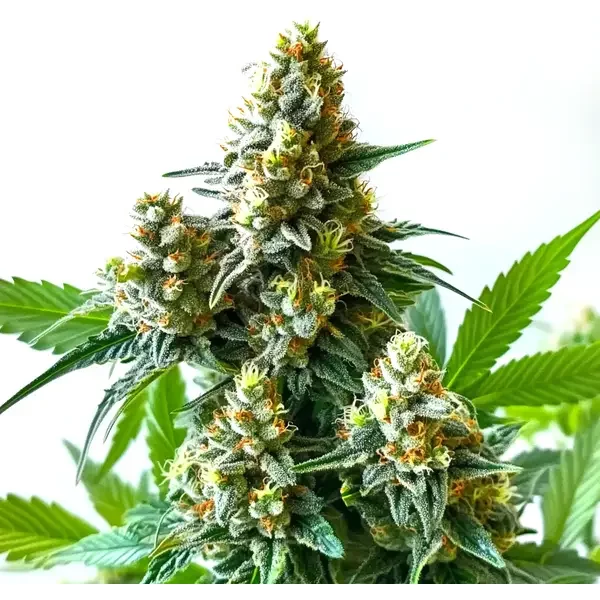 5 Alive - Seeds Pack: 9-samen