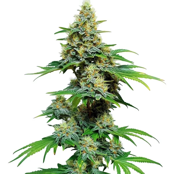AK 59 - Seeds Pack: 25-samen